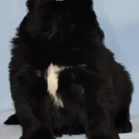 Female #1, a female Newfoundland for sale in Cambridge, NE – Photo 4 of 5