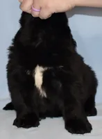 Female #1, a female Newfoundland for sale in Cambridge, NE – Photo 4 of 5