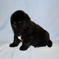 Female #1, a female Newfoundland for sale in Cambridge, NE – Photo 3 of 5