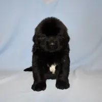 Female #1, a female Newfoundland for sale in Cambridge, NE – Photo 1 of 5