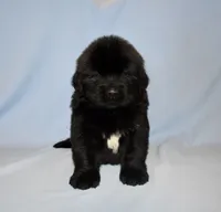 Female #1, a female Newfoundland for sale in Cambridge, NE – Photo 1 of 5