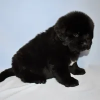 Female #1, a female Newfoundland for sale in Cambridge, NE – Photo 2 of 5