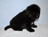 Female #1, a female Newfoundland for sale in Cambridge, NE – Photo 2 of 5