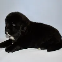 Female #6, a female Newfoundland for sale in Cambridge, NE – Photo 3 of 5