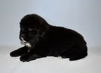 Female #6, a female Newfoundland for sale in Cambridge, NE – Photo 3 of 5