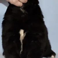 Female #6, a female Newfoundland for sale in Cambridge, NE – Photo 4 of 5