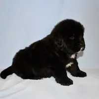Female #6, a female Newfoundland for sale in Cambridge, NE – Photo 1 of 5