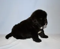 Female #6, a female Newfoundland for sale in Cambridge, NE – Photo 1 of 5
