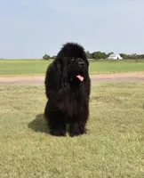 Female #6, a female Newfoundland for sale in Cambridge, NE – Photo 5 of 5
