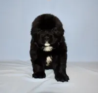 Female #6, a female Newfoundland for sale in Cambridge, NE – Photo 2 of 5