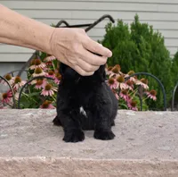 Female 2, a female Newfoundland for sale in Cambridge, NE – 4 of 6