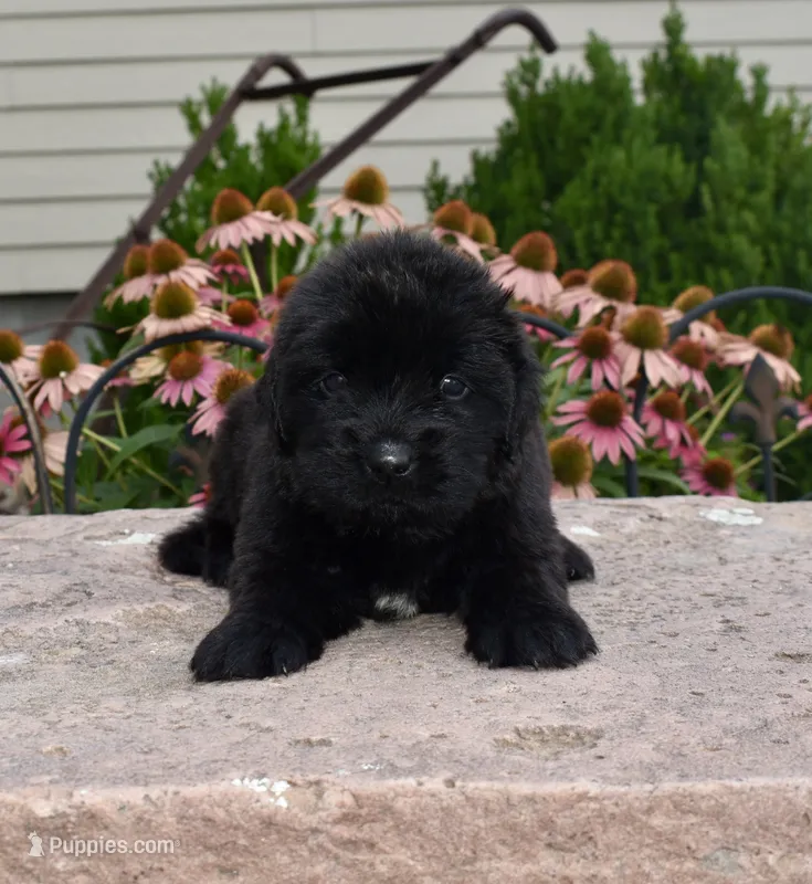 Female 2 – Newfoundland puppy for sale in Cambridge, NE