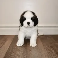 Female #1, a female Saint Bernard for sale in Cambridge, NE – Photo 1 of 4