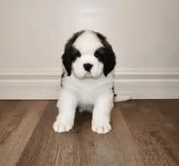 processed/b238c642-22c0-4503-b9df-0151e607c9f9/listing/962966c2-7cc2-4b61-b42a-a48898d7dee4/1a915613-c591-43f0-962e-d0796d816074