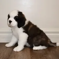 Female #1, a female Saint Bernard for sale in Cambridge, NE – Photo 3 of 4