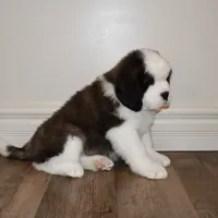 Female #1, a female Saint Bernard for sale in Cambridge, NE – Photo 2 of 4