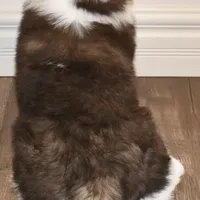 Female #1, a female Saint Bernard for sale in Cambridge, NE – Photo 4 of 4