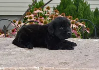 Female 1, a female Newfoundland for sale in Cambridge, NE – 2 of 6