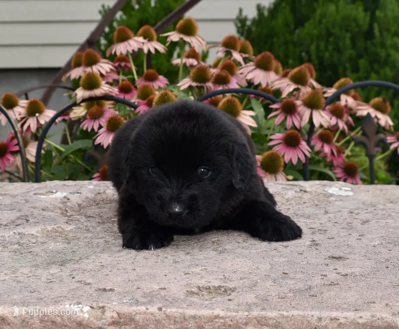 Male 2 – Newfoundland puppy for sale in Cambridge, NE