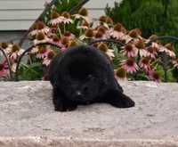 Male 2, a male Newfoundland for sale in Cambridge, NE – 1 of 6