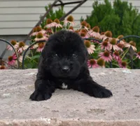 Female 1, a female Newfoundland for sale in Cambridge, NE – 1 of 6