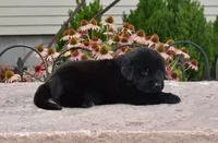 Male 2, a male Newfoundland for sale in Cambridge, NE – 3 of 6