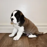 Male #4, a male Saint Bernard for sale in Cambridge, NE – Photo 3 of 4