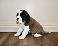 processed/b238c642-22c0-4503-b9df-0151e607c9f9/listing/b483befd-2090-4f7c-b148-bbef4bb19c42/6ac8899c-129d-4f4e-b7c3-90cac6305d18