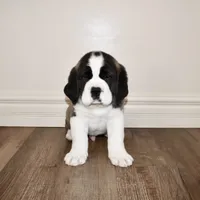 Male #4, a male Saint Bernard for sale in Cambridge, NE – Photo 1 of 4