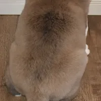 Male #4, a male Saint Bernard for sale in Cambridge, NE – Photo 4 of 4