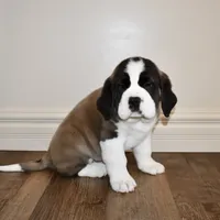 Male #4, a male Saint Bernard for sale in Cambridge, NE – Photo 2 of 4