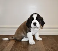 processed/b238c642-22c0-4503-b9df-0151e607c9f9/listing/b483befd-2090-4f7c-b148-bbef4bb19c42/ea031f47-ac44-44b6-9673-e6cc69c86774