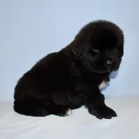 Female #5, a female Newfoundland for sale in Cambridge, NE – Photo 3 of 5