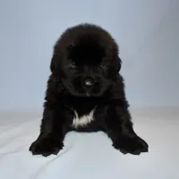 Female #5, a female Newfoundland for sale in Cambridge, NE – Photo 2 of 5