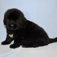 Female #5, a female Newfoundland for sale in Cambridge, NE – Photo 1 of 5