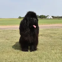 Female #5, a female Newfoundland for sale in Cambridge, NE – Photo 5 of 5