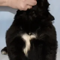 Female #5, a female Newfoundland for sale in Cambridge, NE – Photo 4 of 5