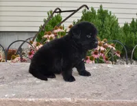Female 3, a female Newfoundland for sale in Cambridge, NE – 2 of 6