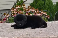 Male 2, a male Newfoundland for sale in Cambridge, NE – 2 of 6