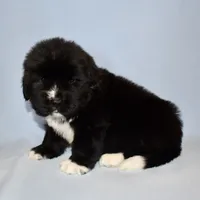 Male #3, a male Newfoundland for sale in Cambridge, NE – Photo 3 of 5