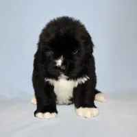 Male #3, a male Newfoundland for sale in Cambridge, NE – Photo 1 of 5