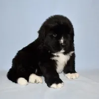 Male #3, a male Newfoundland for sale in Cambridge, NE – Photo 2 of 5