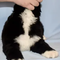 Male #3, a male Newfoundland for sale in Cambridge, NE – Photo 4 of 5