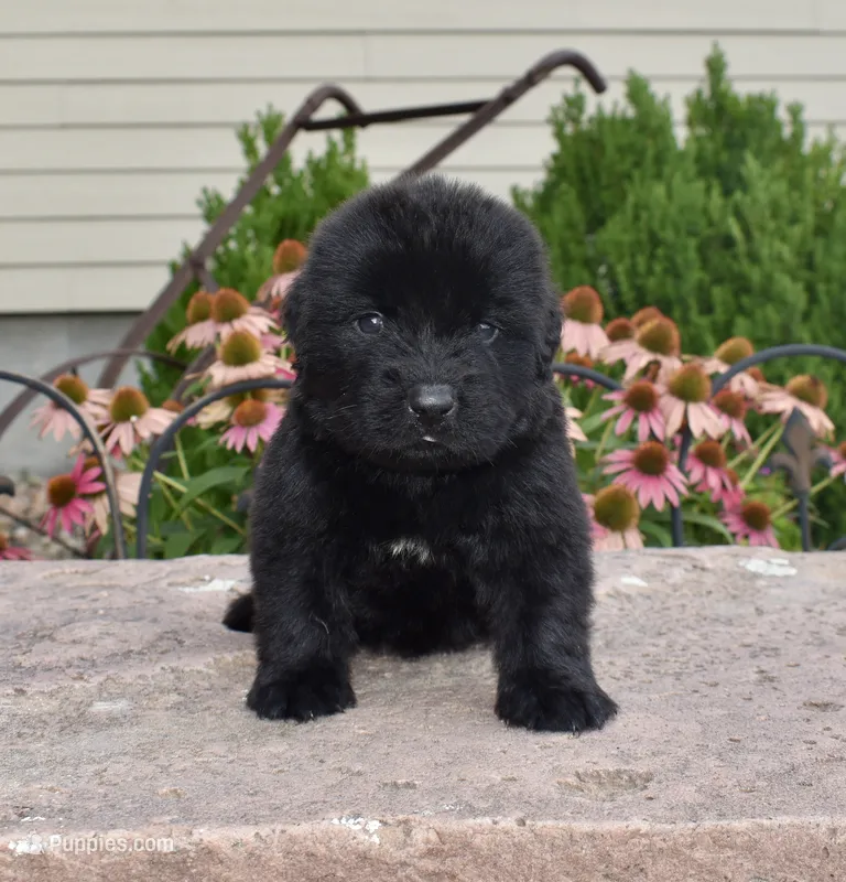 Female 3 – Newfoundland puppy for sale in Cambridge, NE