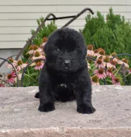 Female 3, a female Newfoundland for sale in Cambridge, NE – 1 of 6