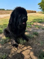 Male 2, a male Newfoundland for sale in Cambridge, NE – 6 of 6