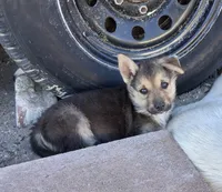 Bambi, a female Belgian Malinois and German Shepherd Dog for sale in Palmdale, CA – 3 of 7