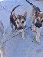Bella, a female Belgian Malinois and German Shepherd Dog for sale in Palmdale, CA – 4 of 7
