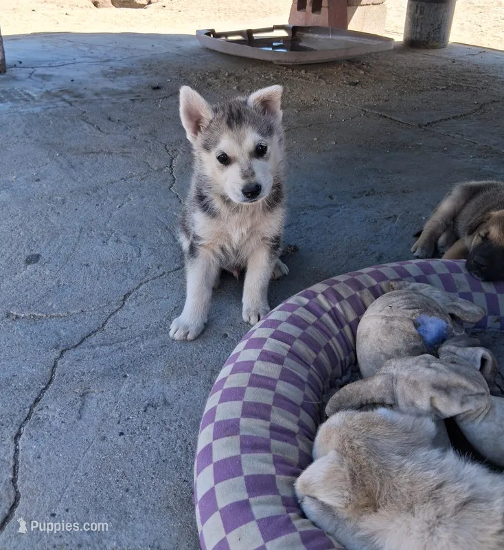 Zeus – German Shepherd Dog, Siberian Husky puppy for sale in Palmdale, CA
