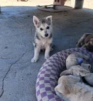 Zeus, a female German Shepherd Dog and Siberian Husky for sale in Palmdale, CA – 1 of 6